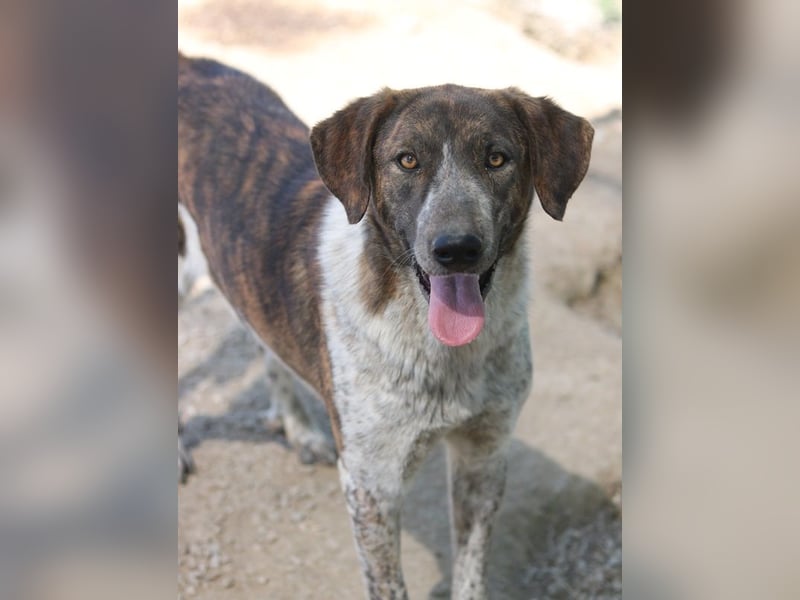 Naxos, geb. ca. 07/2020, lebt in GRIECHENLAND, im städt. Tierheim Serres