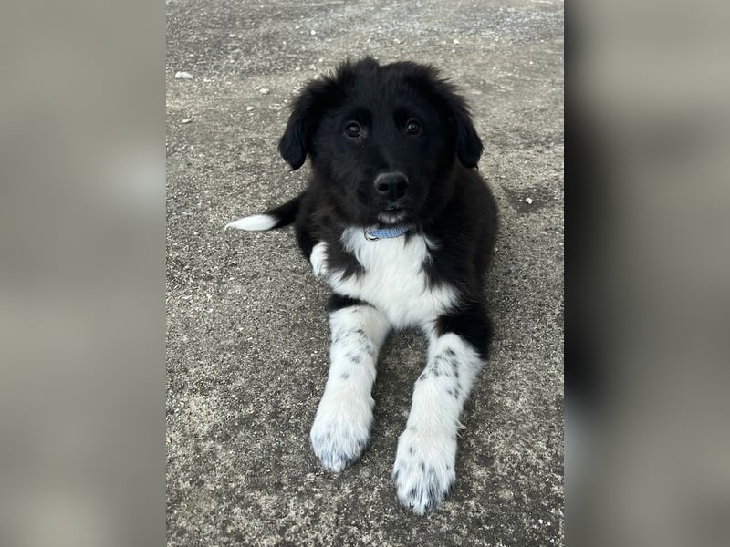 Baron, geb. ca. 12/2023, lebt in GRIECHENLAND, auf einem Gelände, Hunde werden notdürftig versorgt