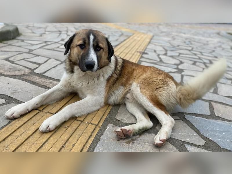 Anxton, geb. ca. 02/2022, lebt in GRIECHENLAND, im städt. Tierheim Serres