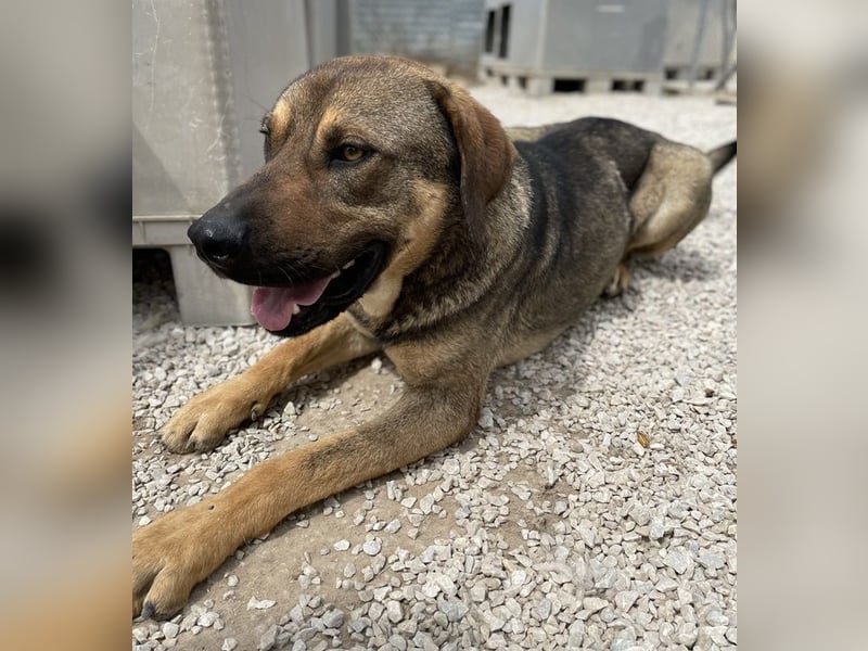 Waldo, geb. ca. 06/2022, lebt in GRIECHENLAND, im städt. Tierheim Serres