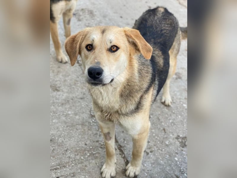 Ciri, geb. ca. 05/2024, lebt in GRIECHENLAND, im städt. Tierheim Serres