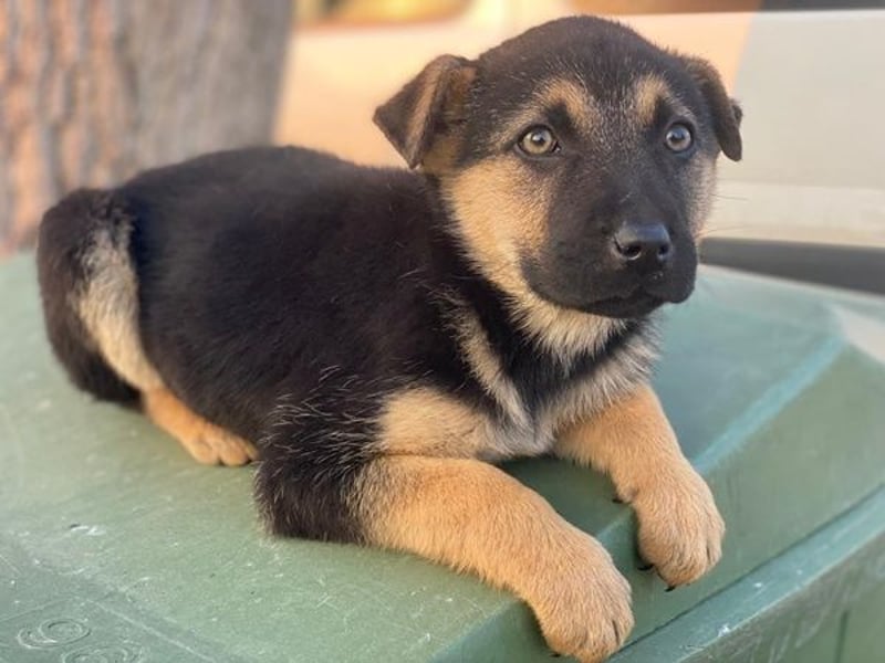 Heidi, geb. ca. 12/2025, lebt in GRIECHENLAND, auf einer privaten Pflegestelle