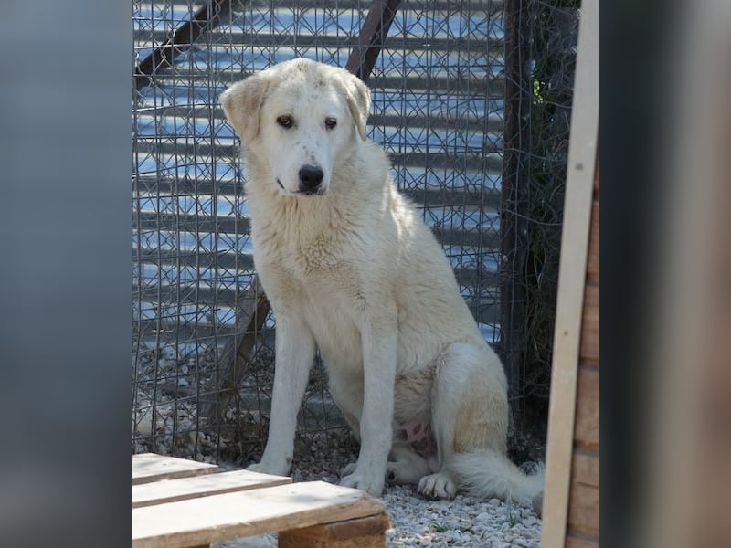 Navid, geb. ca. 04/2025, lebt in GRIECHENLAND, im städt. Tierheim Serres