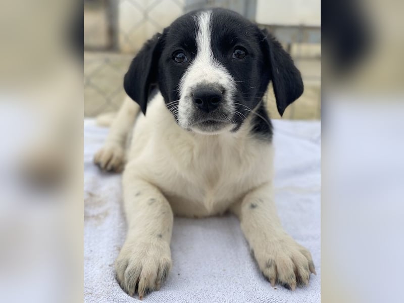 Fedra, geb. ca. 01/2024, lebt in GRIECHENLAND, im städt. Tierheim Serres