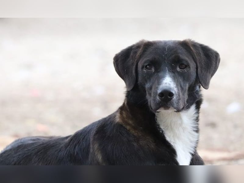 Laura, geb. ca. 06/2019, lebt in GRIECHENLAND, auf einer privaten Pflegestelle