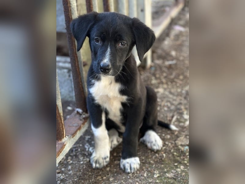 Fleur, geb. ca. 02/2025, lebt in GRIECHENLAND, auf einer privaten Pflegestelle