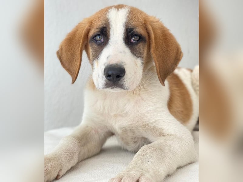 Pimock, geb. 03/2025, lebt in GRIECHENLAND, im städt. Tierheim Serres