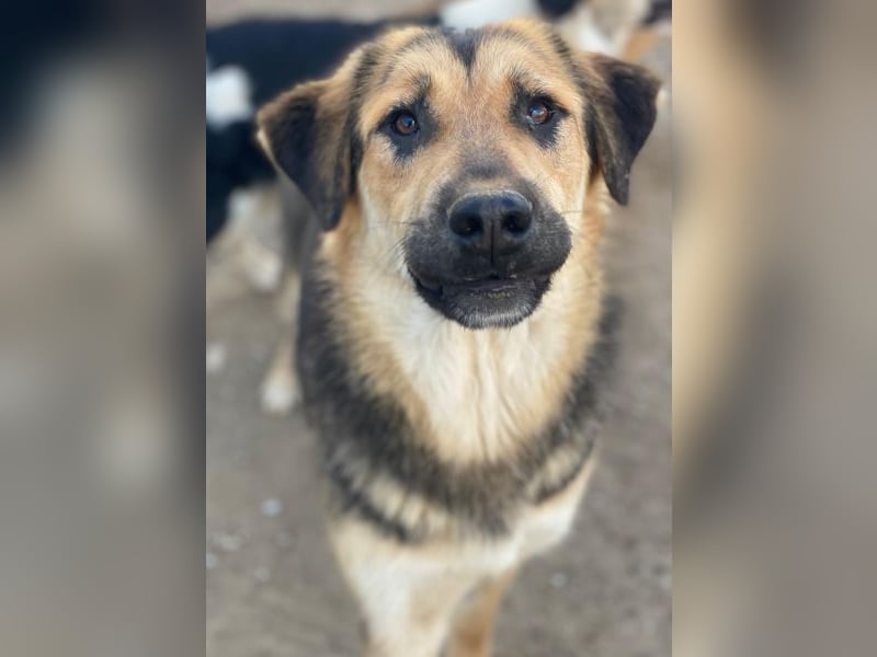 Elphaba, geb. ca. 07/2025, lebt in GRIECHENLAND, im städt. Tierheim Serres