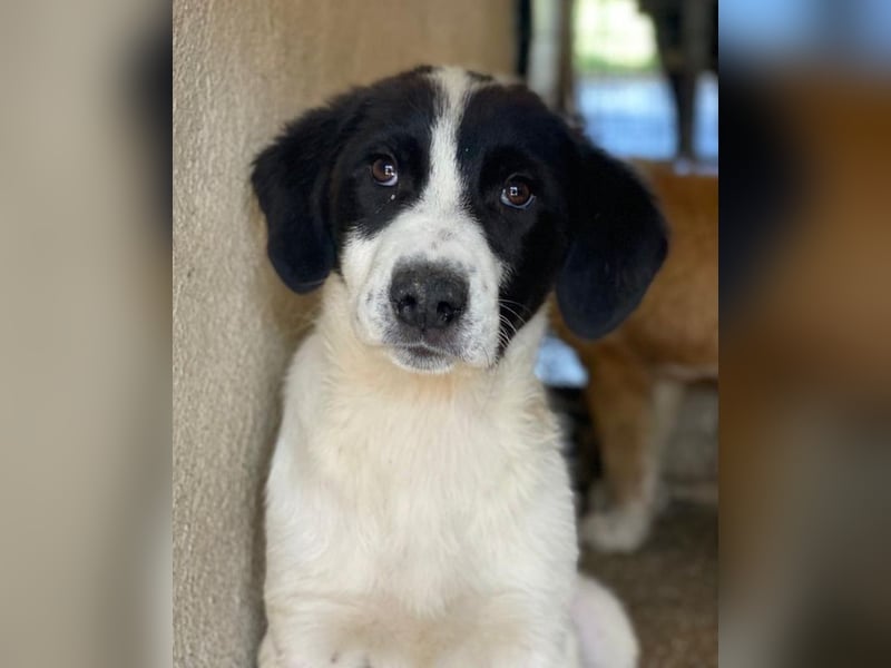 Zenzi, geb. ca. 01/2025, lebt in GRIECHENLAND, im städt. Tierheim Serres