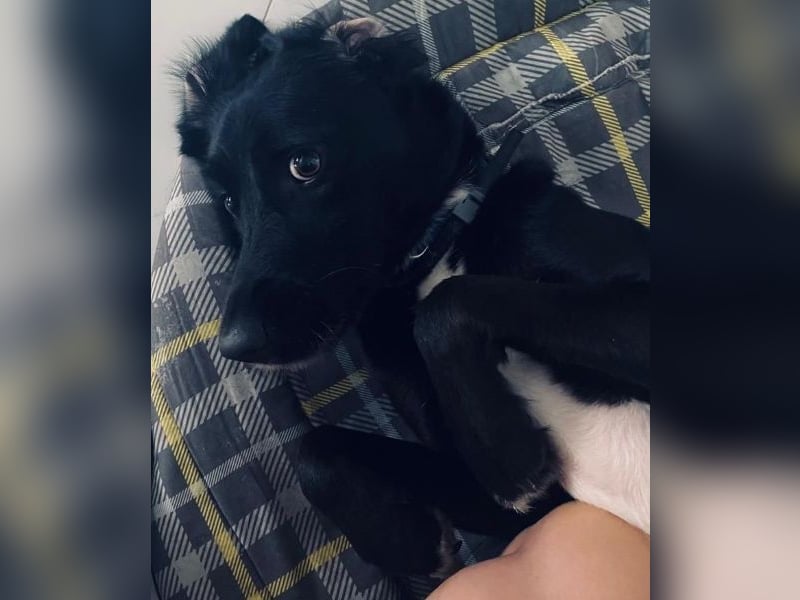 Emrys, geb. ca. 10/2020, lebt in GRIECHENLAND, auf einer privaten Pflegestelle