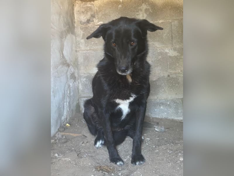 Zuri, geb. ca. 04/2021, lebt in GRIECHENLAND, im städt. Tierheim Serres