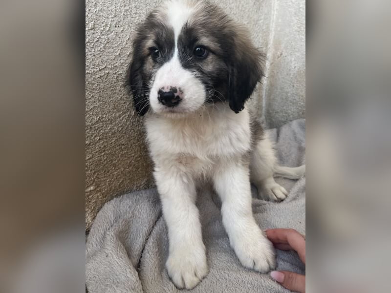 Malor, geb. ca. 09/2025, lebt in GRIECHENLAND, im städt. Tierheim Serres