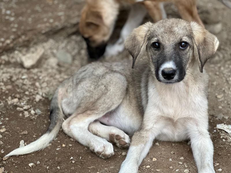 Karolina, geb. ca. 03/2026, lebt in GRIECHENLAND, im städt. Tierheim Serres
