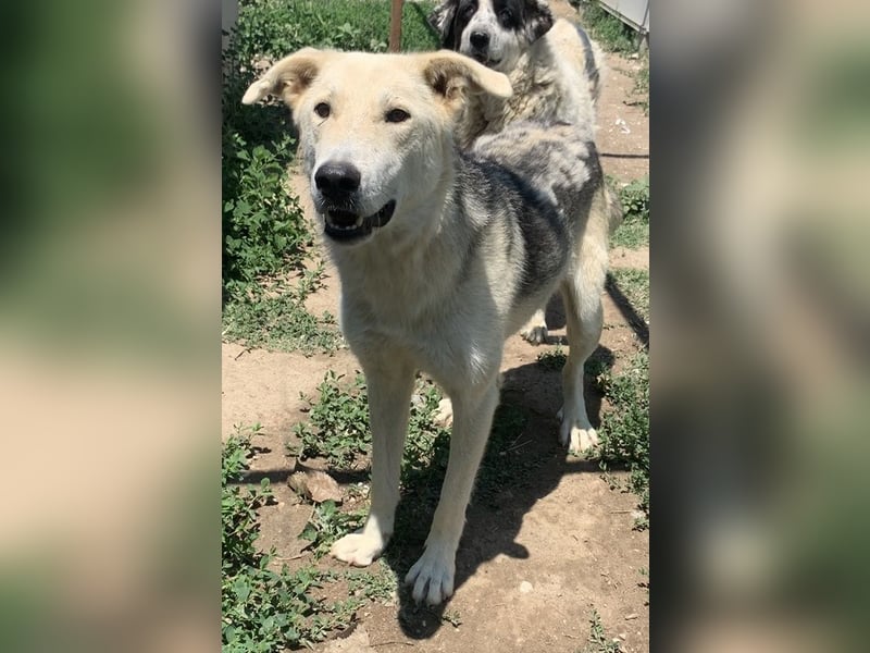 Boybro, geb. ca. 04/2019, lebt in GRIECHENLAND, im städt. Tierheim Serres