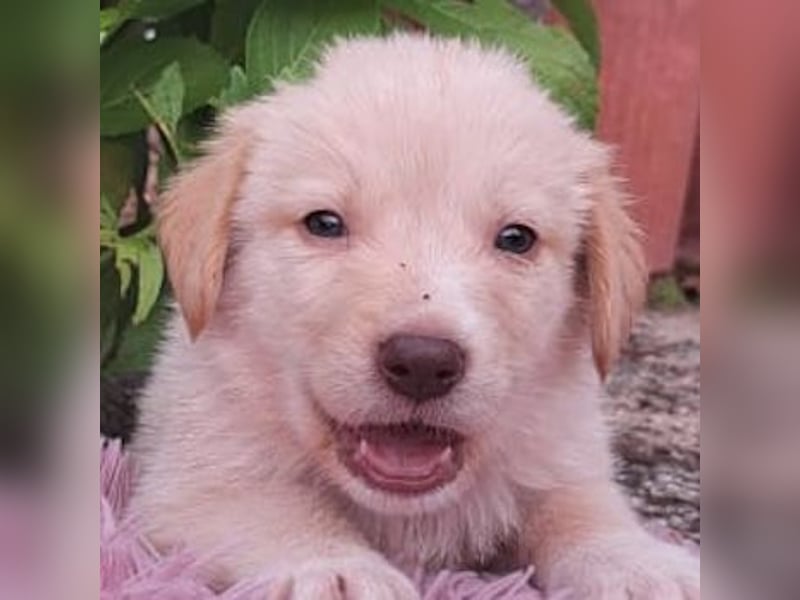  Fluffy-Boo, geb. ca. 04/2026, lebt auf einer Pflegestelle in 44651 Herne