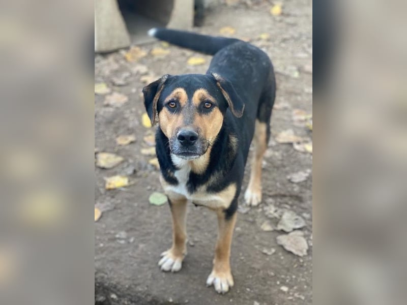 Eppo, geb. ca. 11/2022, lebt in GRIECHENLAND, im städt. Tierheim Serres