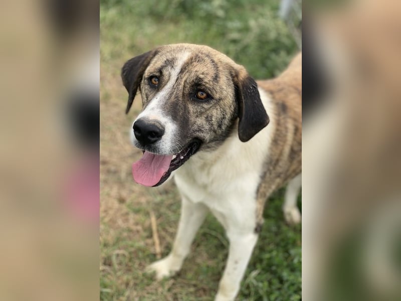 Indira, geb. ca. 01/2023, lebt in GRIECHENLAND, im städt. Tierheim Serres