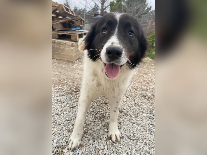 Cora, geb. ca. 07/2022, lebt in GRIECHENLAND, im städt. Tierheim Serres