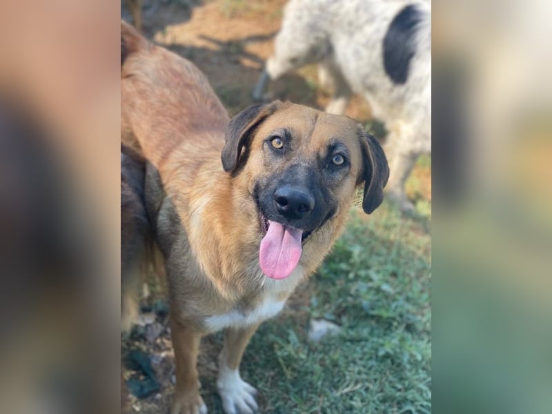 Stübi, geb. ca. 05/2023, lebt in GRIECHENLAND, im städt. Tierheim Serres