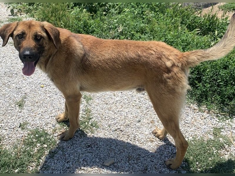 Xawi, geb. ca. 12/2019, lebt in GRIECHENLAND, im städt. Tierheim Serres