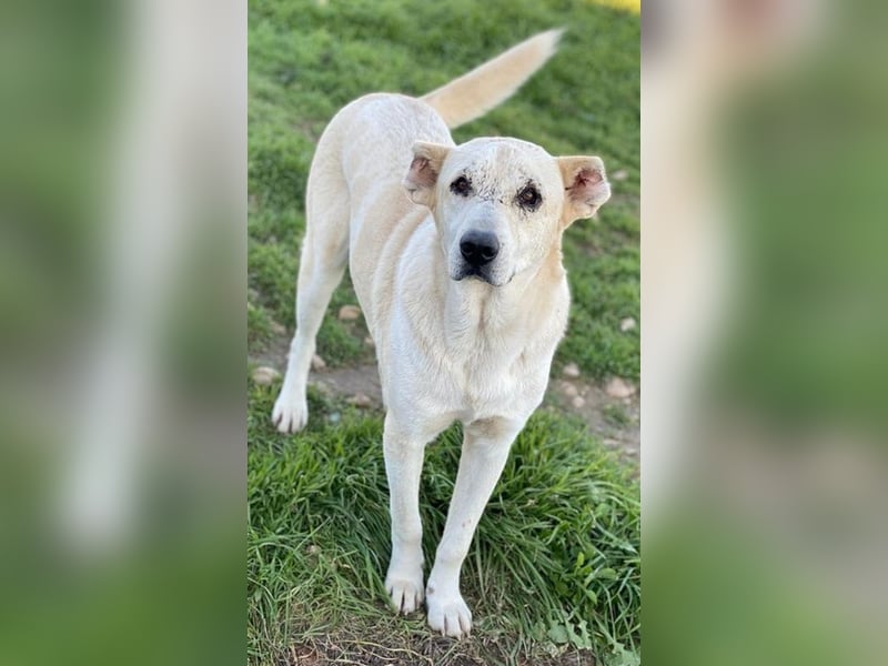 Pippo, geb. ca. 12/2020, lebt in GRIECHENLAND, auf einem Gelände, wird notdürftig versorgt