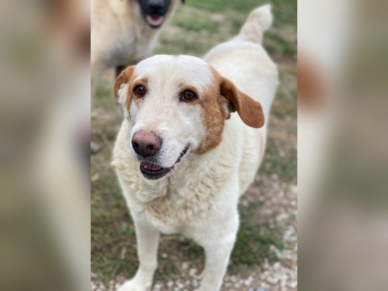 Lucero, geb. ca. 04/2016, lebt in GRIECHENLAND, im städt. Tierheim Serres