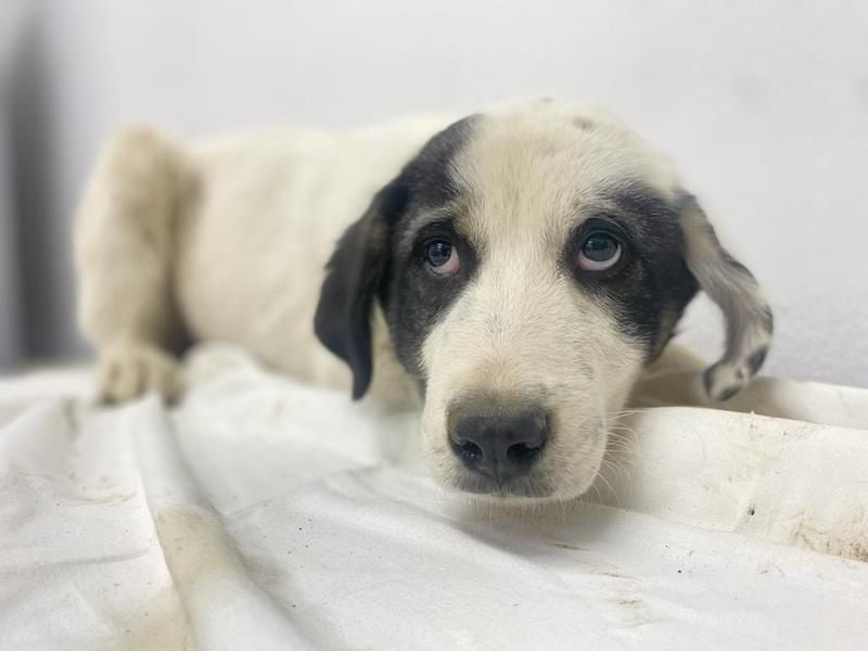 Sunshine, geb. ca. 11/2022, lebt in GRIECHENLAND, im städt. Tierheim Serres