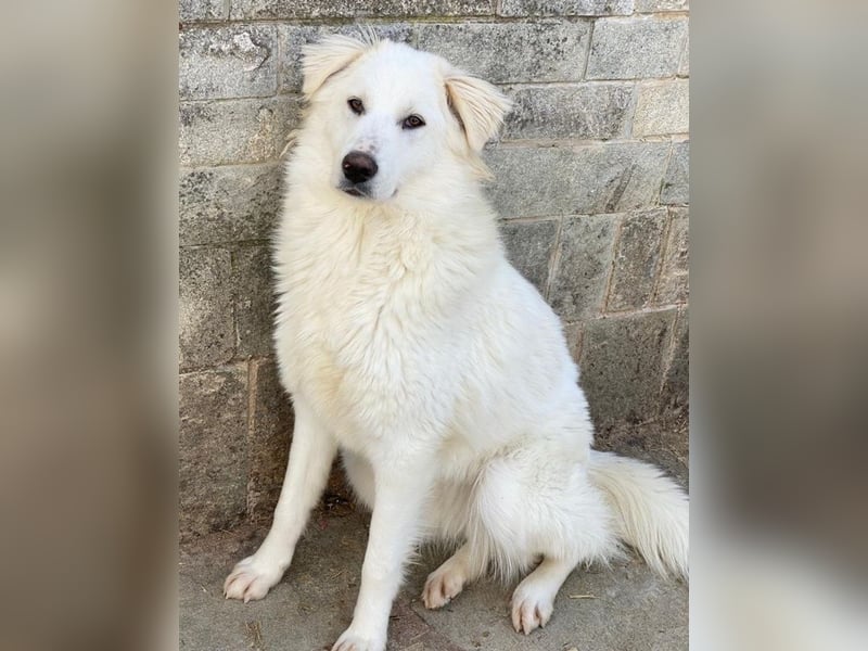 Fenri, geb. ca. 11/2023, lebt in GRIECHENLAND, auf einer privaten Pflegestelle