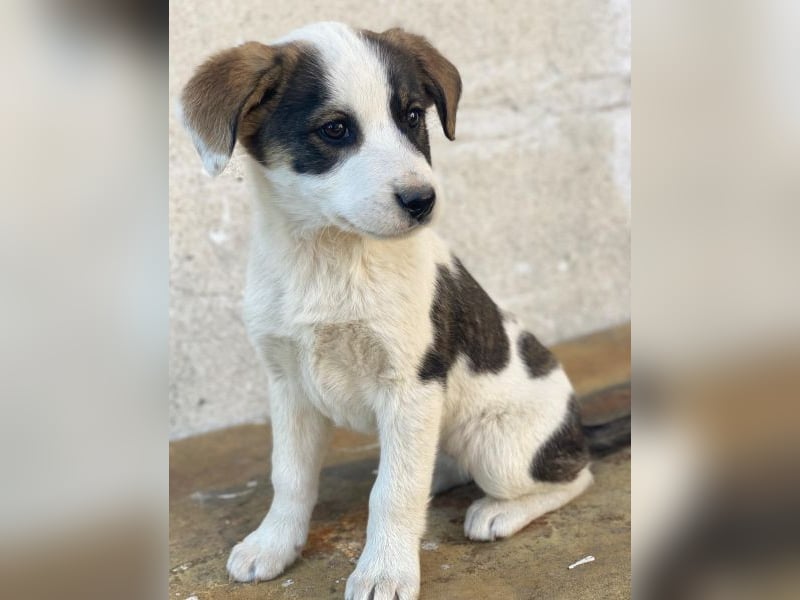 Yoko, geb. ca. 03/2026, lebt in GRIECHENLAND, auf einer privaten Pflegestelle