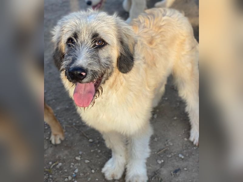 Taigo, geb. ca.09/2025, lebt in GRIECHENLAND, im städt. Tierheim Serres