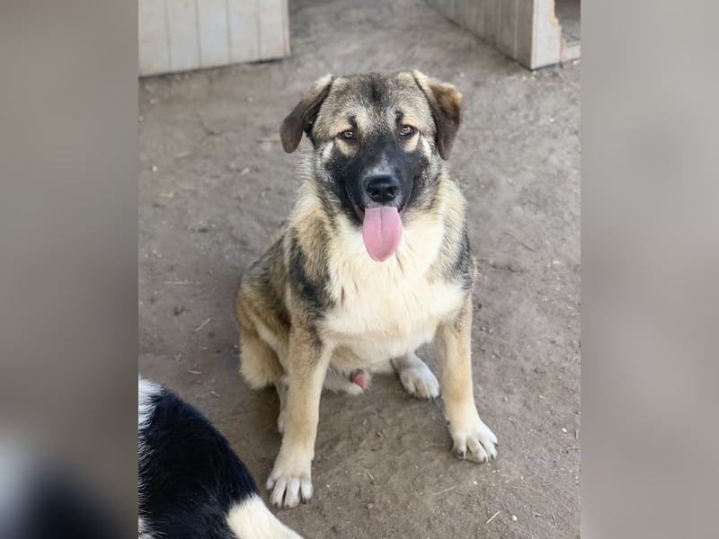 Davio, geb. ca. 06/2023, lebt in GRIECHENLAND, im städt. Tierheim Serres