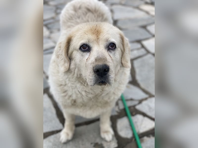 Lara, geb. ca. 05/2014, lebt in GRIECHENLAND, auf einer privaten Pflegestelle