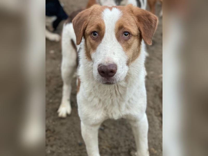 Herkos, geb. ca. 01/2025, lebt in GRIECHENLAND, auf einer privaten Pflegestelle