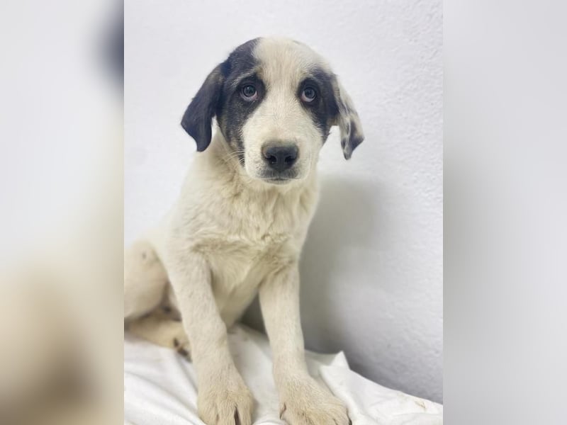 Sunshine, geb. ca. 11/2022, lebt in GRIECHENLAND, im städt. Tierheim Serres