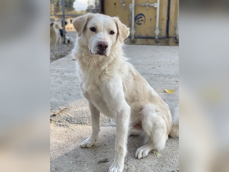 Miraz, geb. ca. 02/2023, lebt in GRIECHENLAND, im städt. Tierheim Serres