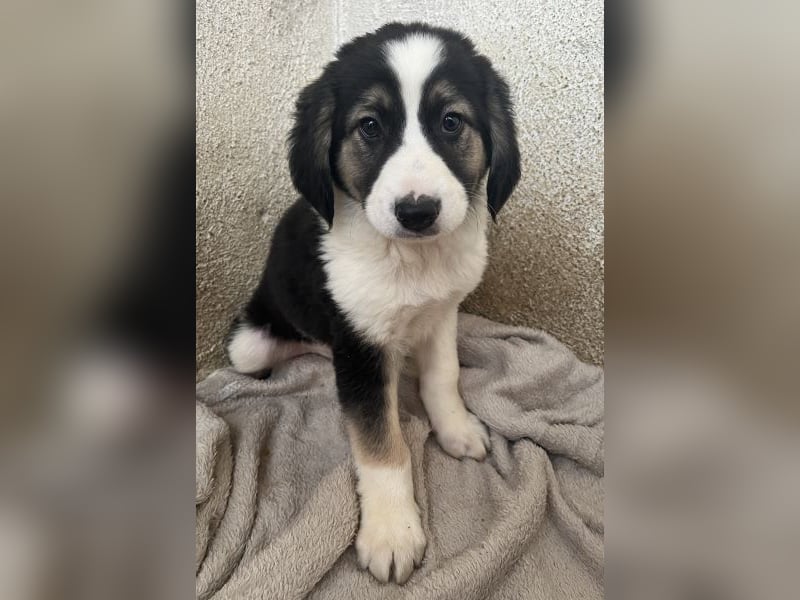 Rhydan, geb. ca.09/2025, lebt in GRIECHENLAND, im städt. Tierheim Serres