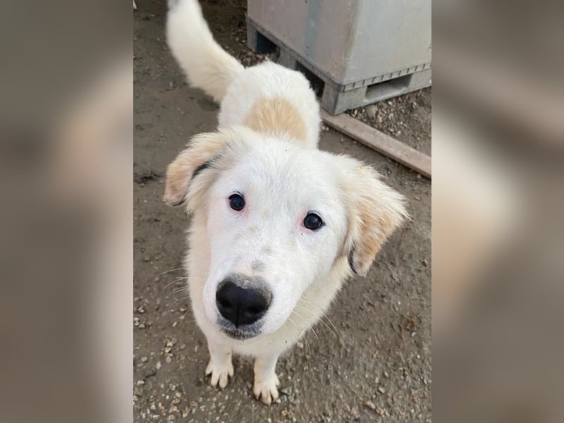 Skippy, geb. ca. 05/2022, lebt in GRIECHENLAND, im städt. Tierheim Serres