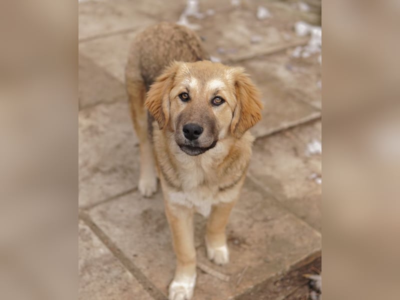 Luana, geb. ca. 10/2023, lebt in GRIECHENLAND, auf einem Gelände, Hunde werden notdürftig versorgt