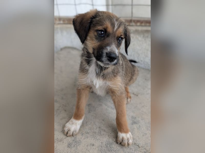Naveen, geb. ca. 02/2026, lebt in GRIECHENLAND, im städt. Tierheim Serres