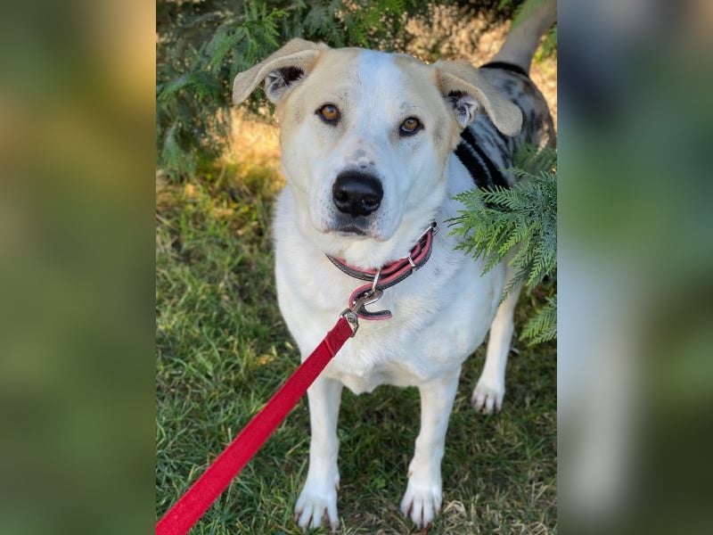 Rango, geb. ca. 01/2020, lebt in GRIECHENLAND, auf einer privaten Pflegestelle