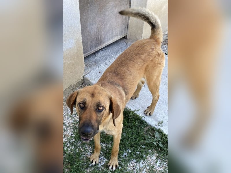 Xawi, geb. ca. 12/2019, lebt in GRIECHENLAND, im städt. Tierheim Serres