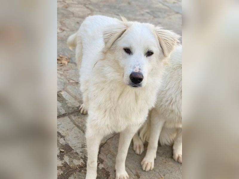 Fenri, geb. ca. 11/2023, lebt in GRIECHENLAND, auf einer privaten Pflegestelle