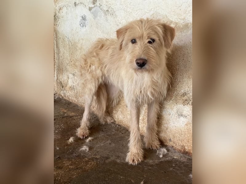 Susan, geb. ca. 04/2024, lebt in GRIECHENLAND, auf einer privaten Pflegestelle