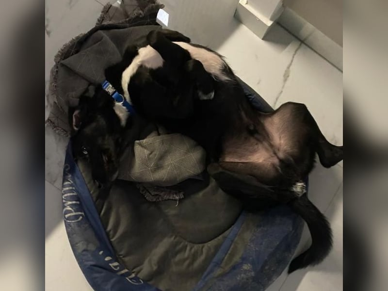 Emrys, geb. ca. 10/2020, lebt in GRIECHENLAND, auf einer privaten Pflegestelle