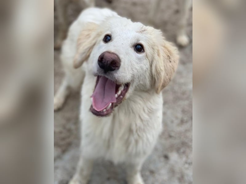 Bazo, geb. ca. 02/2025, lebt in GRIECHENLAND, auf einer privaten Pflegestelle