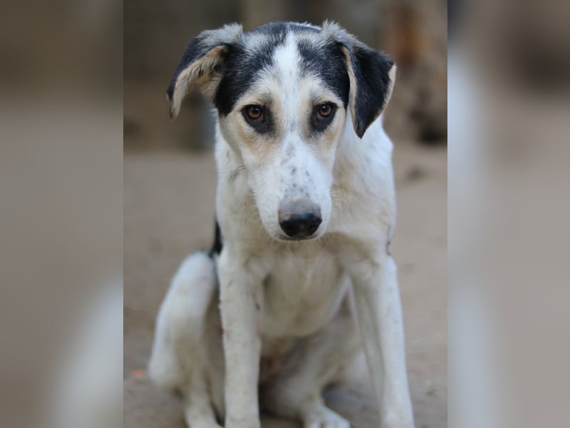 Mona, geb. ca. 01/2024, lebt in GRIECHENLAND, auf einer privaten Pflegestelle