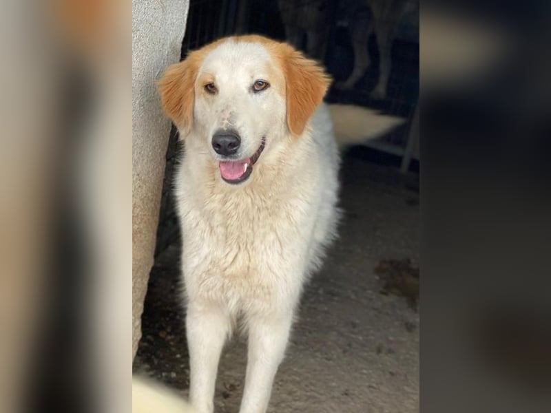 Tobby, geb. ca. 11/2022, lebt in GRIECHENLAND, im städt. Tierheim Serres