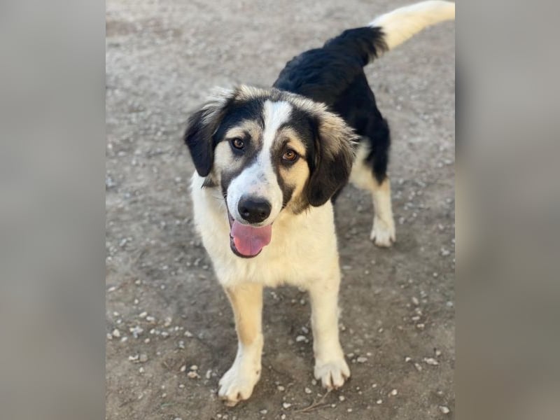 Rhydan, geb. ca.09/2025, lebt in GRIECHENLAND, im städt. Tierheim Serres