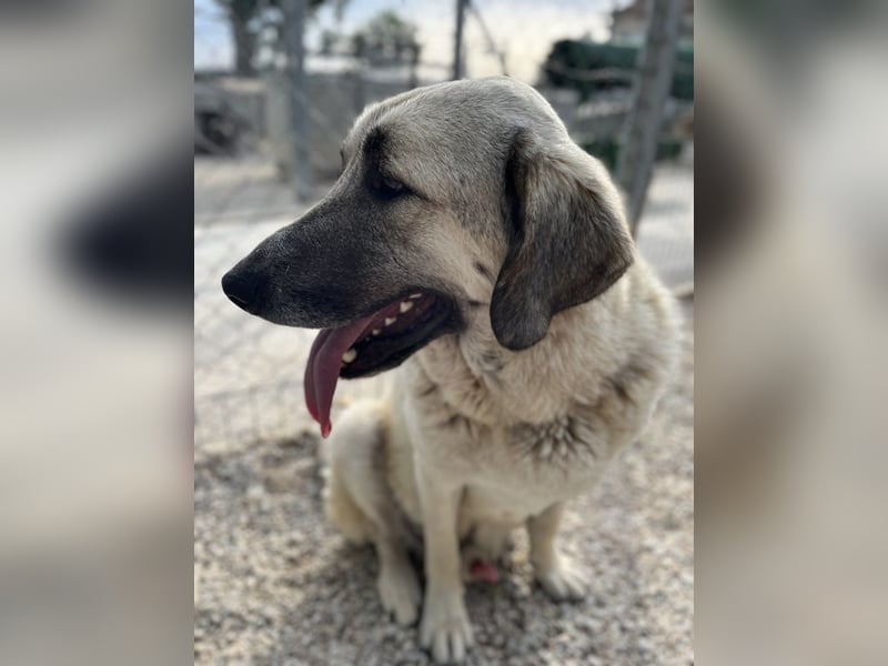 Little Pumpkin, geb. ca. 11/2021, lebt in GRIECHENLAND, im städt. Tierheim Serres