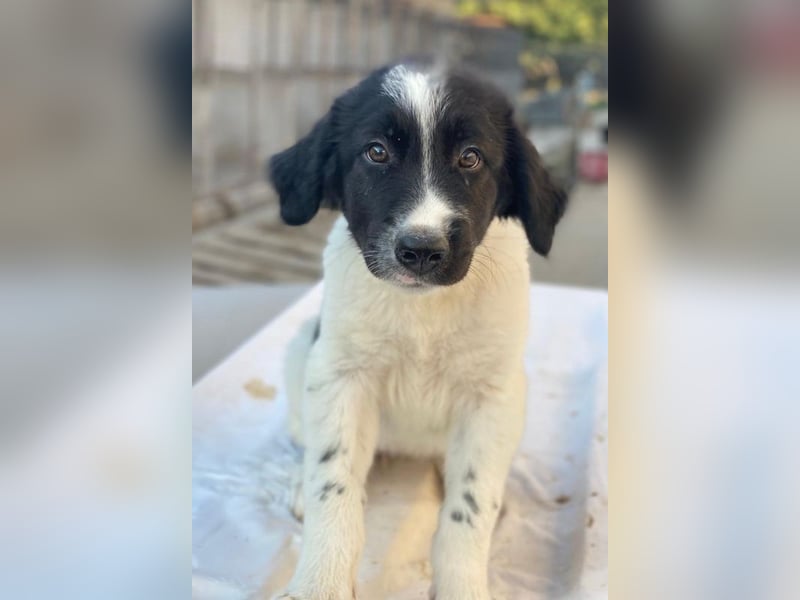 Anastasia, geb. ca. 05/2025, lebt in GRIECHENLAND, im städt. Tierheim Serres